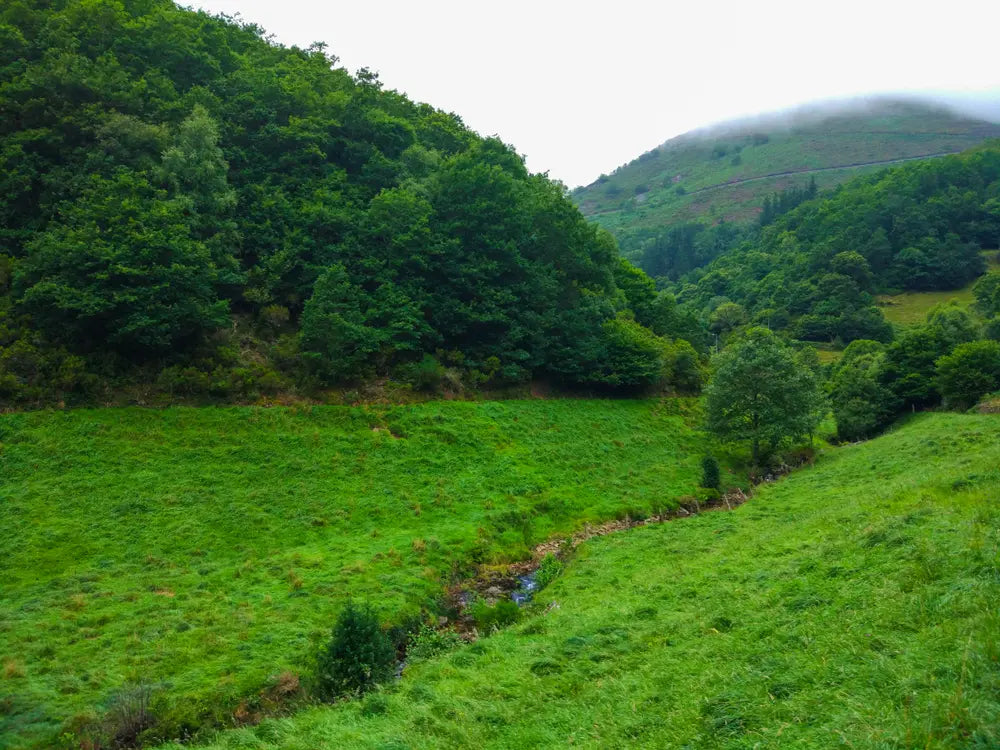 Camino Primitivo