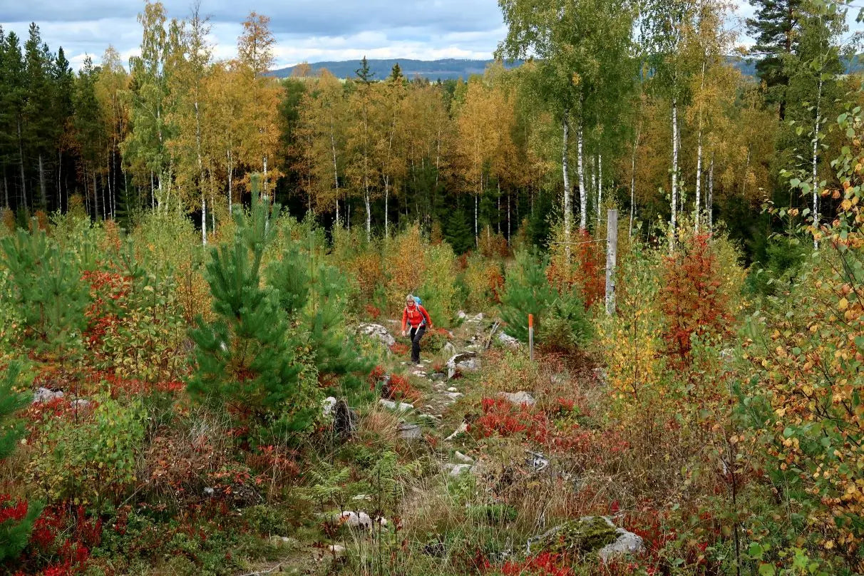 Gå efteråret i møde oppe i Värmland