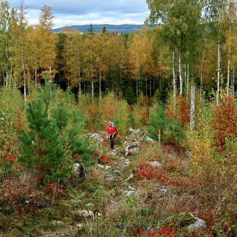 Gå efteråret i møde oppe i Värmland