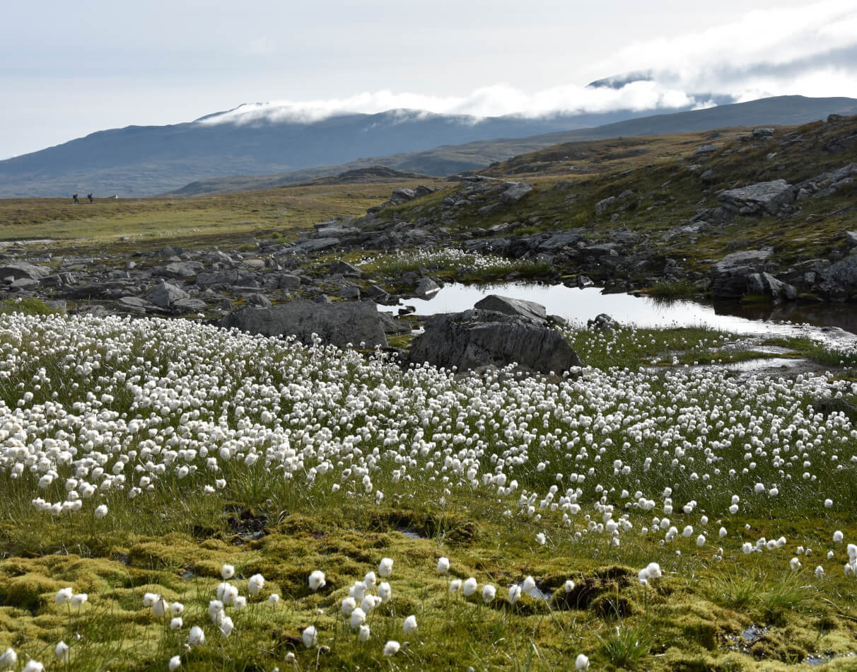 Vandretur i Sverige: En guide til Jämtlandstriangeln