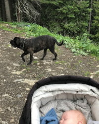 Vandretur i Østrig - med baby og hund